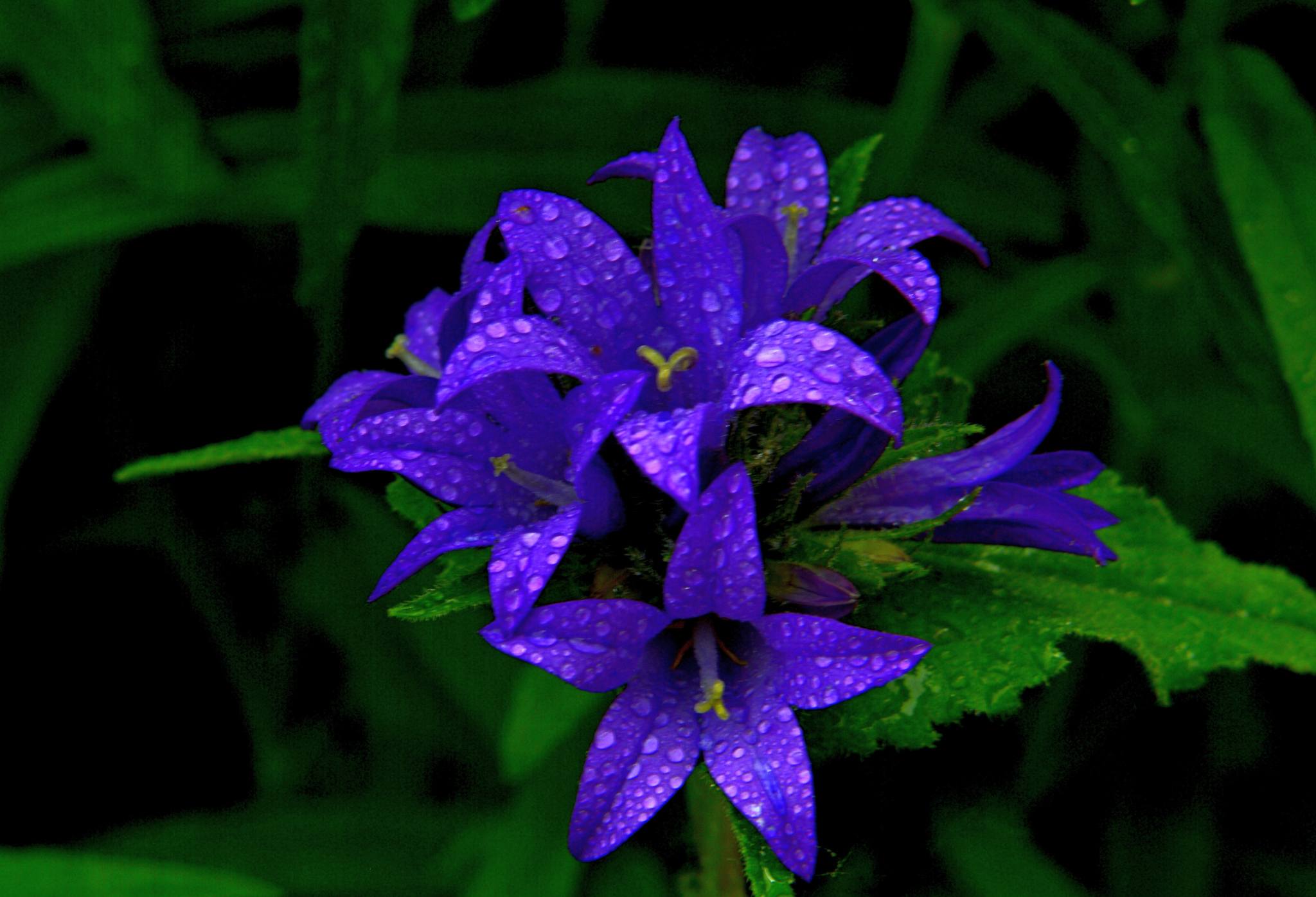 Clustered Bellflower